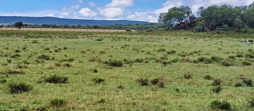 Serenity Holiday Homes